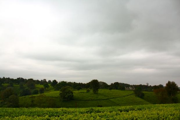 Teplantasjene ved Brackenhurst står i sterk kontrast til resten av Kenya. 